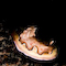 Underwater Nudi Photo